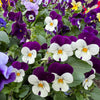 Johnny Jump Up Seeds – Violet Viola Tricolor Flower – photo 5
