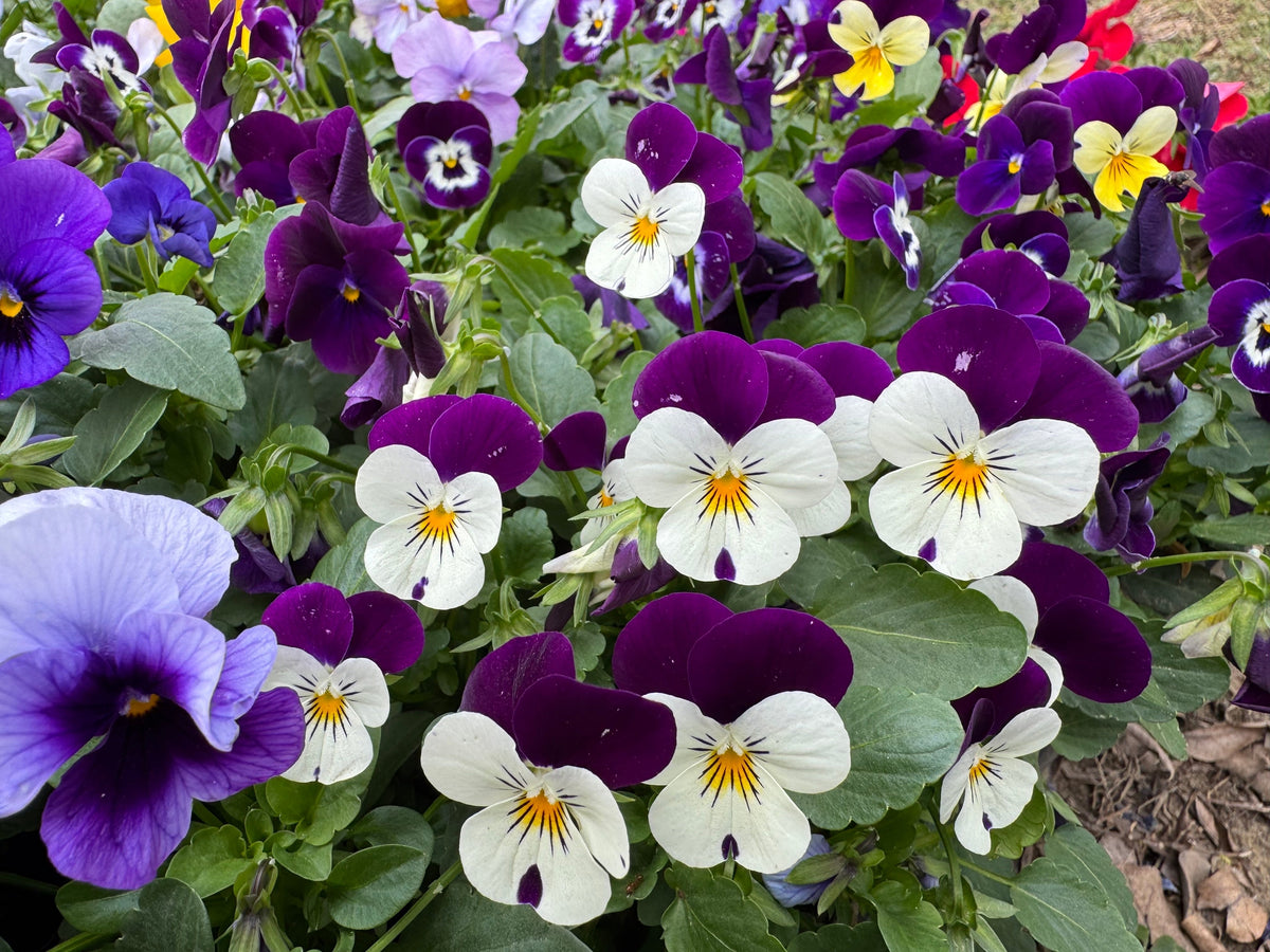 Johnny Jump Up Seeds – Violet Viola Tricolor Flower – photo 5