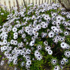 5 WHIRLIGIG OSTEOSPERMUM Fruticosum Pinwheel African Cape Daisy Flower Seeds