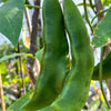 15 CHRISTMAS LIMA BEAN Calico Chestnut Phaseolus Lunatus Legume Vegetable Seeds