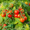 500 BULK Dwarf Cherry TOMATO TINY TIM Solanum Lycoperscium Red Fruit Seeds