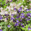 Mixed European Columbine Seeds – Aquilegia Flower – photo 4