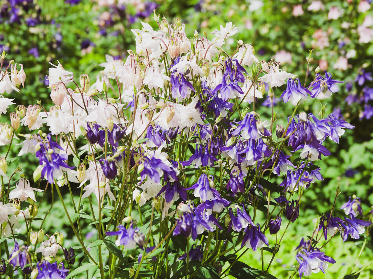 Mixed European Columbine Seeds – Aquilegia Flower – photo 4