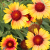 100 YELLOW GAILLARDIA (Blanket Flower / Indian Blanket) Gaillardia Aristata Flower Seeds