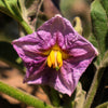 25 RUFFLED RED EGGPLANT Pumpkin On A Stick Edible & Ornamental Solanum Melongena Seeds