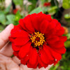 250 Red CHERRY QUEEN ZINNIA Elegans Flower Seeds