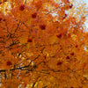 20 ASH TREE Mountain / Amur / Rowan - Sorbus Aucuparia Seeds