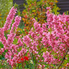 5 DWARF RUSSIAN ALMOND Prunus Tenella Rose Red Pink Fragrant Flower Shrub Seeds