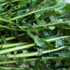 Emerald Catalogna Endive Seeds – Italian Chicory Cichorium Endivia – photo 5