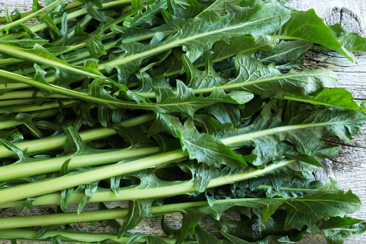 Emerald Catalogna Endive Seeds – Italian Chicory Cichorium Endivia – photo 5