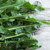 250 CICORIA CATALOGNA Puntarelle Chicorium Chicory Vegetable Seeds