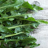 Cicoria Catalogna Seeds – Puntarelle Chicorium Chicory Vegetable – photo 2