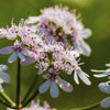 250 LEISURE CILANTRO / CORIANDER Coriandrum Sativum Herb Vegetable Seeds