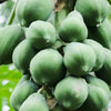 10 DWARF WAIMANALO PAPAYA Solo Hawaiian Carica Fruit Tree Houseplant Seeds