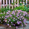 250 PURPLE Robe CUP FLOWER Nierembergia Hippomanica Caerulea Seeds