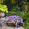 250 PURPLE Robe CUP FLOWER Nierembergia Hippomanica Caerulea Seeds