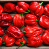 50 Hot RED HABANERO PEPPER Capsicum Chinense Vegetable Seeds