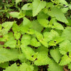1000 HEIRLOOM CATNIP Nepeta Cataria Herb Flower Seeds