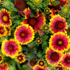 100 ARIZONA SUN GAILLARDIA Pulchella Indian Blanket Flower Seeds
