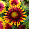 100 ARIZONA SUN GAILLARDIA Pulchella Indian Blanket Flower Seeds