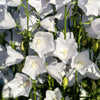 200 White CANTERBURY BELLS - CAMPANULA Medium Flower Seeds