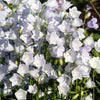 200 White CANTERBURY BELLS - CAMPANULA Medium Flower Seeds