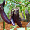 1000 LONG PURPLE EGGPLANT Solanum Melongena Esculentum Vegetable Seeds