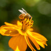 300 YELLOW SULPHUR COSMOS Bipinnatus Flower Seeds