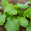 Dwarf Essex Rape Kale Seeds (Brassica napus)