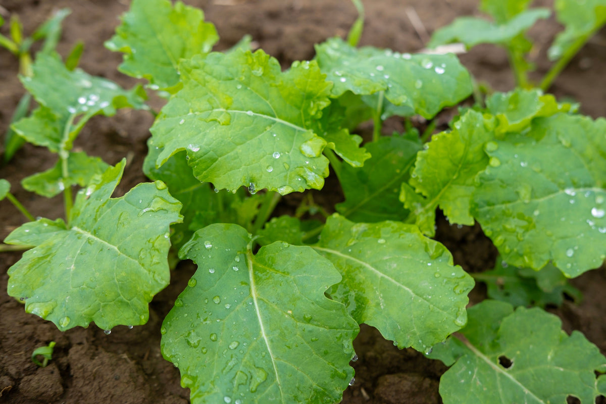 Dwarf Essex Rape Kale Seeds (Brassica napus)
