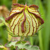 10 SIMPLY LOVE HIBISCUS (Flower of the Hour / Baldder Hibiscus) Hibiscus Trionum Flower Seeds