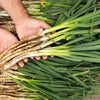 Evergreen Nebuka Bunching Onion Seeds – Japanese Allium Fistulosum Vegetable – photo 6