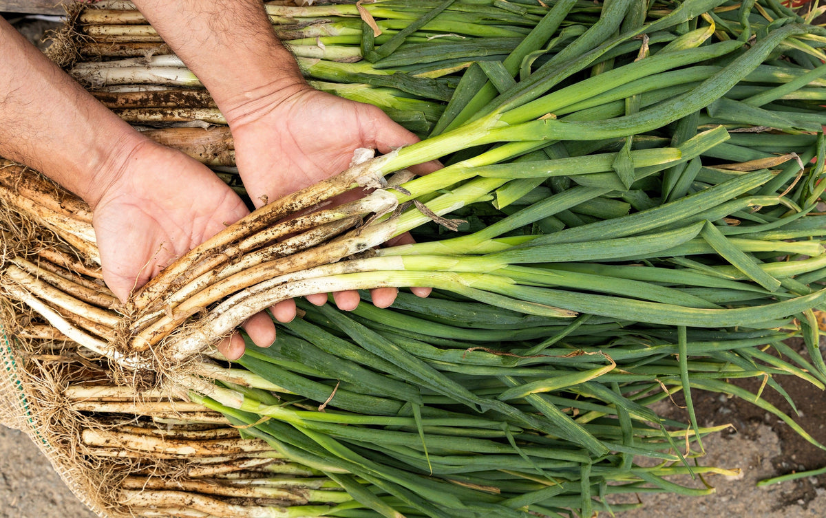 Evergreen Nebuka Bunching Onion Seeds – Japanese Allium Fistulosum Vegetable – photo 6