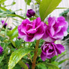 100 Mixed Colors DOUBLE CAMELLIA IMPATIENS (Balsam / Lady Slipper / Touch Me Not) Impatiens Balsamina Flower Seeds