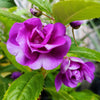 100 Mixed Colors DOUBLE CAMELLIA IMPATIENS (Balsam / Lady Slipper / Touch Me Not) Impatiens Balsamina Flower Seeds