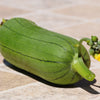 25 LUFFA SPONGE GOURD (Vegetable Sponge / Smooth Luffa / Sponge Loofa / Climbing Okra / Dishrag Gourd) Luffa Cylindrica Vine Seeds