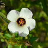 10 SIMPLY LOVE HIBISCUS (Flower of the Hour / Baldder Hibiscus) Hibiscus Trionum Flower Seeds