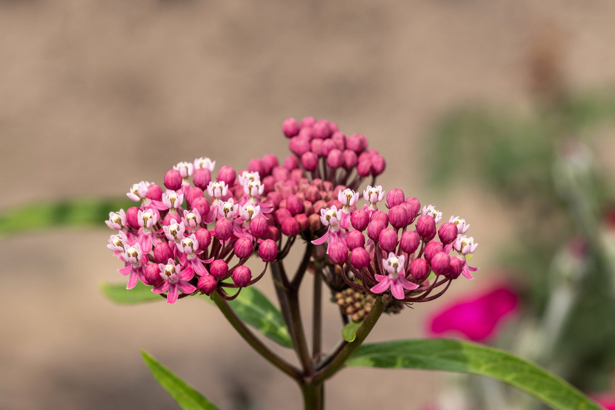Cinderella Milkweed Seeds – Asclepias Incarnata Flower – photo 8