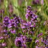 Mother of Thyme Seeds –