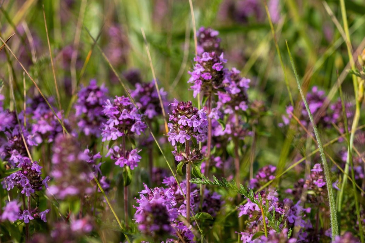 Mother of Thyme Seeds –