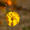 300 YELLOW SULPHUR COSMOS Bipinnatus Flower Seeds