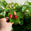 Vesca Baron Strawberry Seeds – Solemacher Berry Fragari Fruit – photo 2