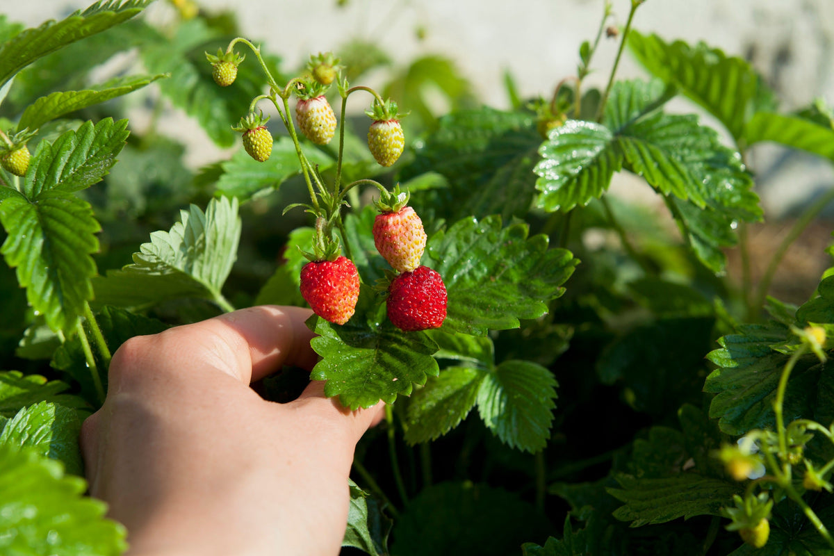 Vesca Baron Strawberry Seeds – Solemacher Berry Fragari Fruit – photo 2