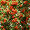 20 ASH TREE Mountain / Amur / Rowan - Sorbus Aucuparia Seeds