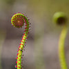 10 CARNIVOROUS SUNDEW PLANT Drosera Flower Seeds
