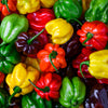50 Mixed HOT HABANERO PEPPER Red Orange White Brown Mix Capsicum Chinense Seeds