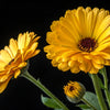 500 PACIFIC Beauty YELLOW MARIGOLD Calendula Officinalis Flower Seeds