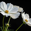350 PURITY WHITE COSMOS Cosmos Bipinnatus Flower Seeds