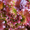 Ruby Leaf Lettuce Seeds – Red Loose Leaf Heirloom Lactuca Sativa Vegetable – photo 3