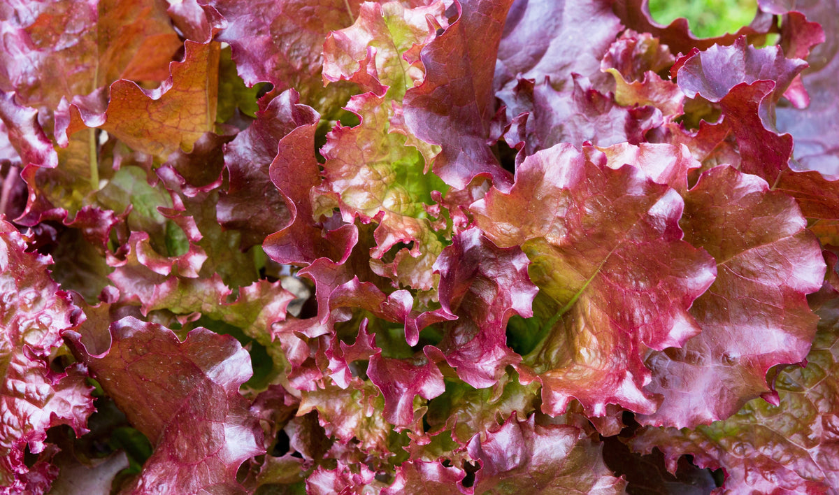 Ruby Leaf Lettuce Seeds – Red Loose Leaf Heirloom Lactuca Sativa Vegetable – photo 3